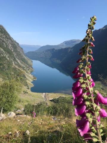 Kjøsnes Ferienhaus Skei (Sogn og Fjordane)